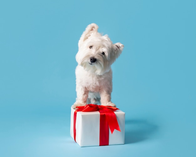 Entzückender weißer Hund mit Geschenk