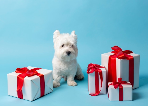 Entzückender weißer Hund mit Geschenken