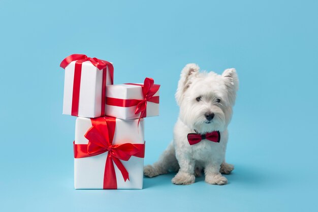 Entzückender weißer Hund mit Geschenken