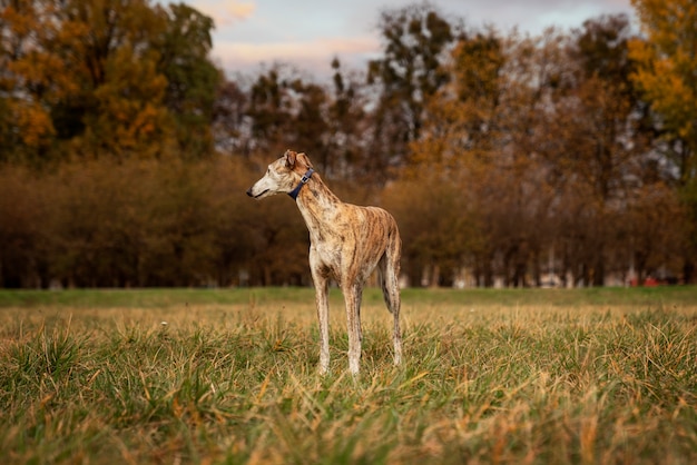 Kostenloses Foto entzückender windhund in der natur