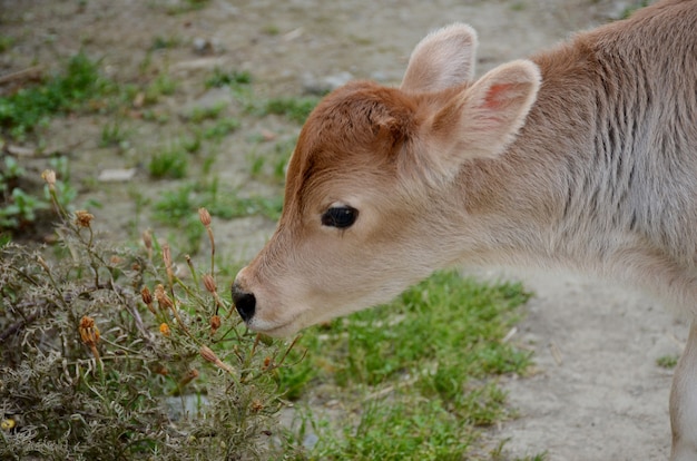 Entzückendes cremefarbenes Kalb, das im ländlichen Garten steht