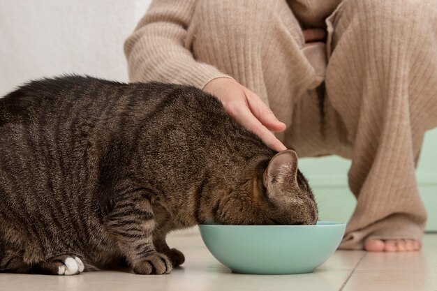 Entzückendes Kätzchen, das neben ihrem Besitzer isst