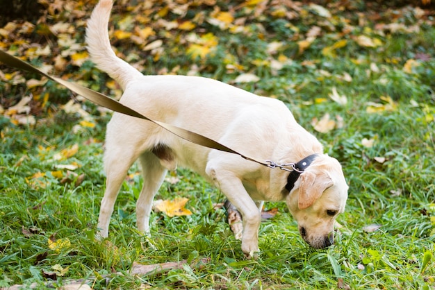 Kostenloses Foto entzückendes labrador im freien für einen spaziergang