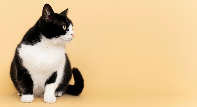 Entzückendes Schwarz-Weiß-Kätzchen mit monochromer Wand hinter ihr