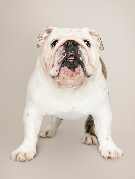 Entzückendes weißes Bulldoggenwelpenportrait