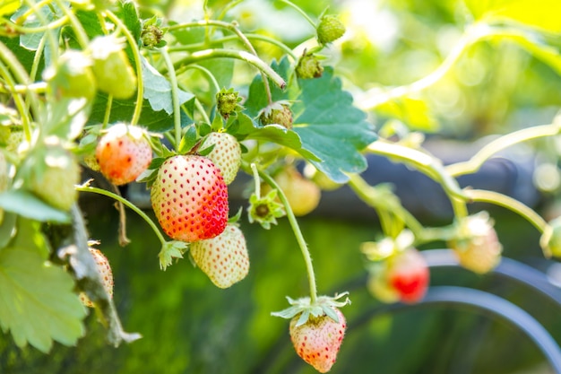 Erdbeere im Garten