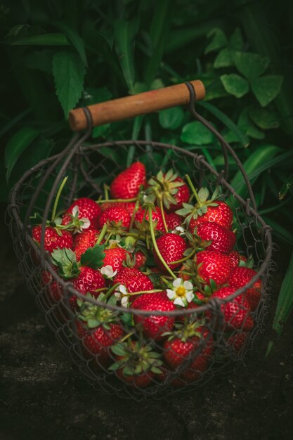 Erdbeeren im Metallkorb