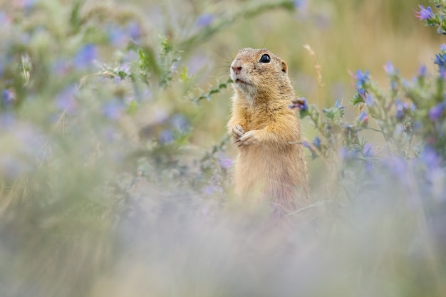 Erdhörnchen auf blühender Wiese Europäischer Suslik Spermophilus citellus