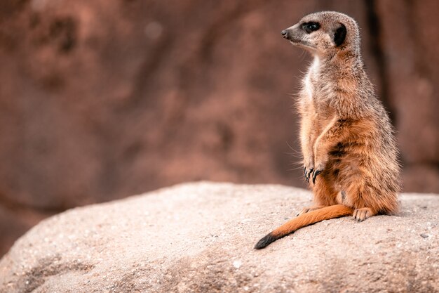 Erdmännchen, das auf dem Felsen unter dem Sonnenlicht mit einem verschwommenen Hintergrund steht