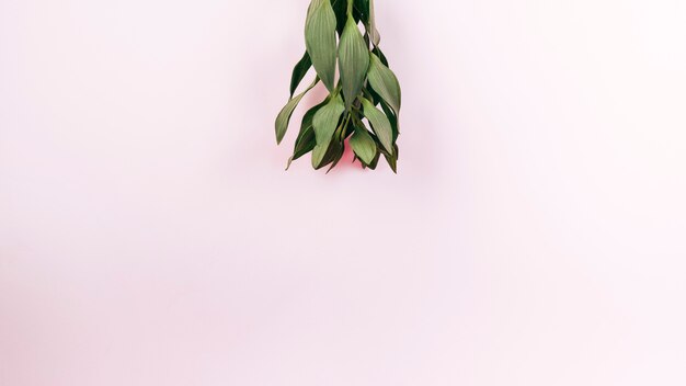 Erhöhte Ansicht der grünen Tulpe verlässt auf rosa Hintergrund