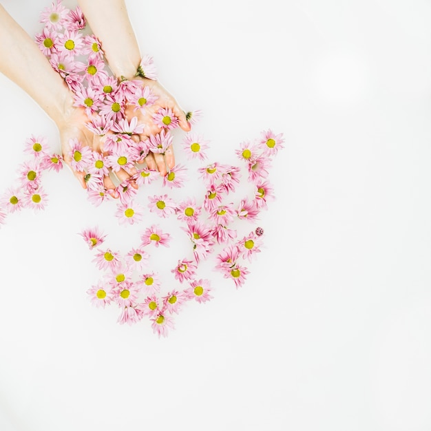 Erhöhte Ansicht der menschlichen Hand mit empfindlichen frischen Blumen