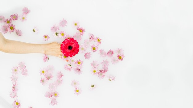 Erhöhte Ansicht der menschlichen Hand rote Blume auf weißem Hintergrund halten