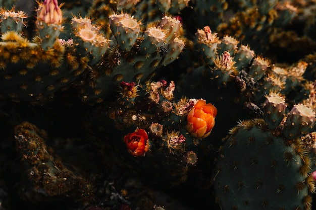 Erhöhte Ansicht einer Blume, die auf Kaktus blüht