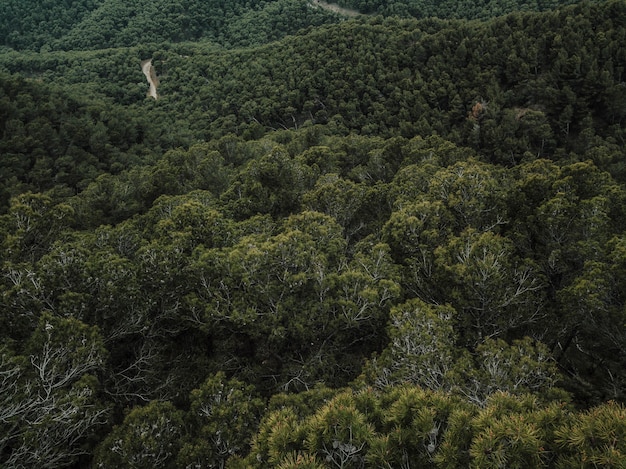 Erhöhte Ansicht von den grünen Bäumen, die im Wald wachsen