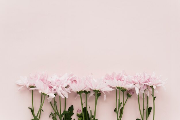 Erhöhte Ansicht von rosa Blumen auf farbigem Hintergrund