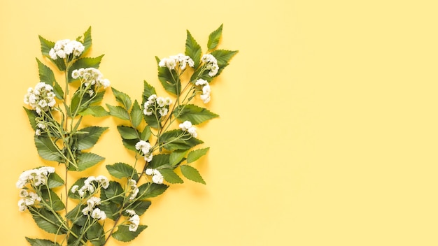 Erhöhte Ansicht von weißen Blumen auf gelber Oberfläche