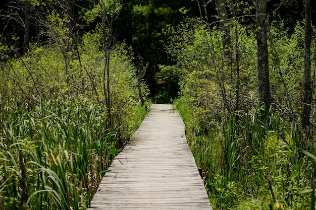 Erhöhter Holzweg, der durch hohe Pflanzen im Wald führt