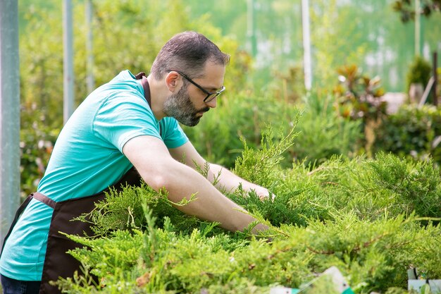 Ernster männlicher Gärtner, der Thujas in Töpfen wächst. Grauhaariger Mann in der Brille, die blaues Hemd und Schürze trägt, die mit immergrünen Pflanzen im Gewächshaus arbeiten. Kommerzielle Gartenarbeit und Sommerkonzept