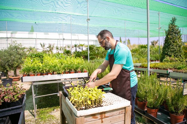 Ernsthafter männlicher Gärtner, der Sprossen pflanzt, Schaufel benutzt und Erde gräbt. Speicherplatz kopieren. Gartenarbeit, Botanik, Anbaukonzept.