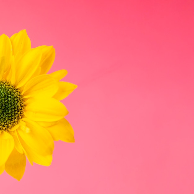 Kostenloses Foto ernte gelbe blume auf rosa