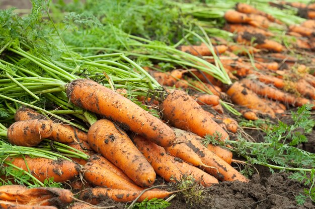Ernte von Karotten