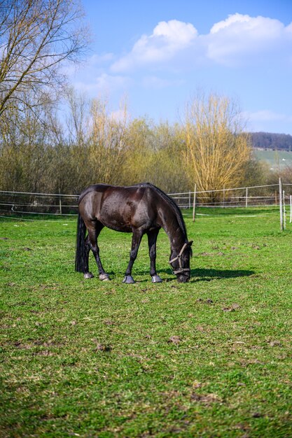 Erstaunliche Ansicht eines schönen schwarzen Pferdes, das ein Gras isst