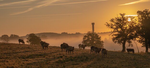 Erstaunliche Aufnahme eines Ackerlandes mit Kühen bei einem Sonnenuntergang