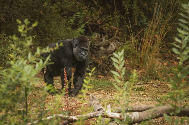 Erstaunliche Aufnahme eines riesigen Gorillas, der sich im Unkraut versteckt