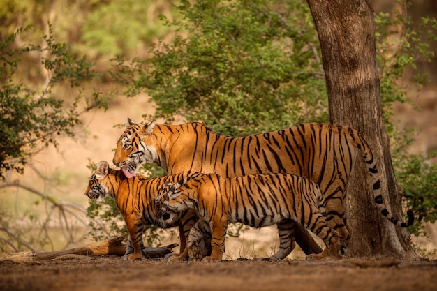 Kostenloses Foto erstaunliche bengalische tiger in der natur