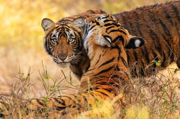 Erstaunliche bengalische Tiger in der Natur