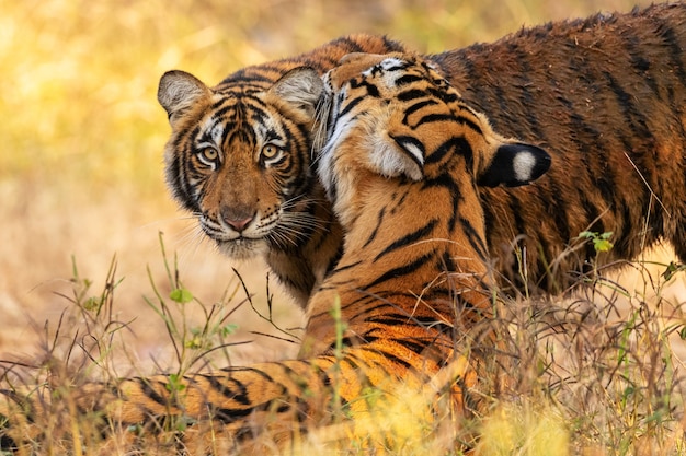 Erstaunliche bengalische Tiger in der Natur