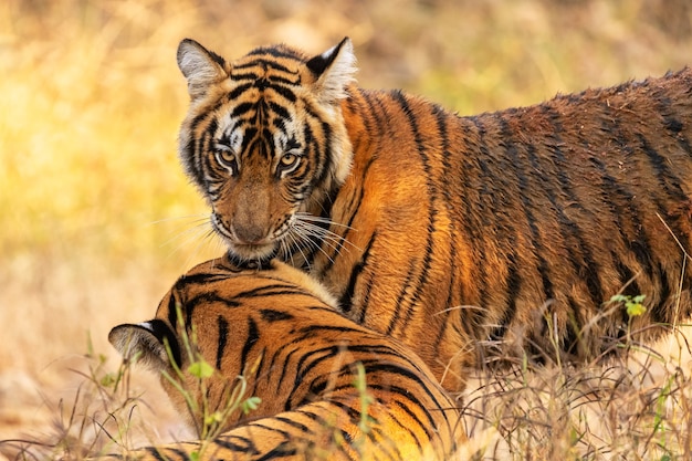 Erstaunliche bengalische Tiger in der Natur