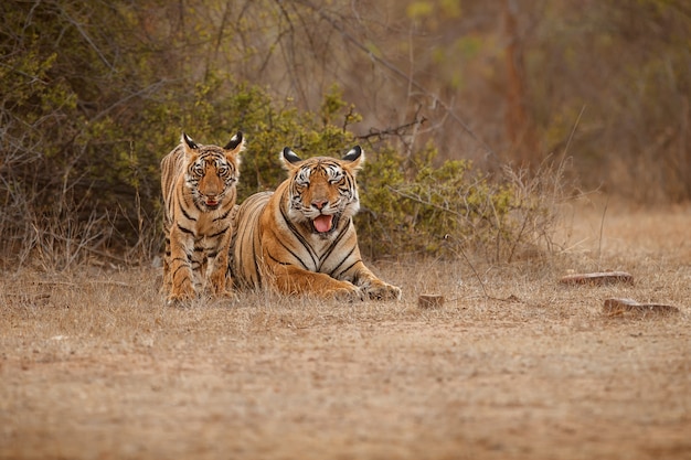 Erstaunliche bengalische Tiger in der Natur