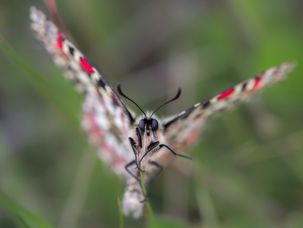 Erstaunliche Makroaufnahme eines Zerynthia Rumina Schmetterlings