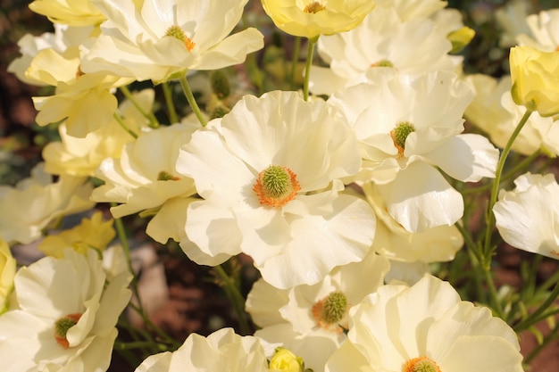 Erstaunliche Nahaufnahme einer schönen Blume