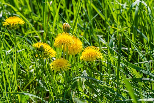 Erstaunliche Nahaufnahme eines schönen Löwenzahns