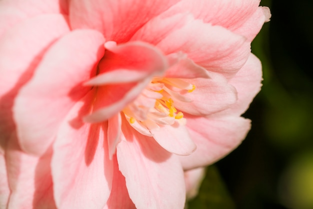 Kostenloses Foto erstaunliche rosa frische blumenblätter der blume