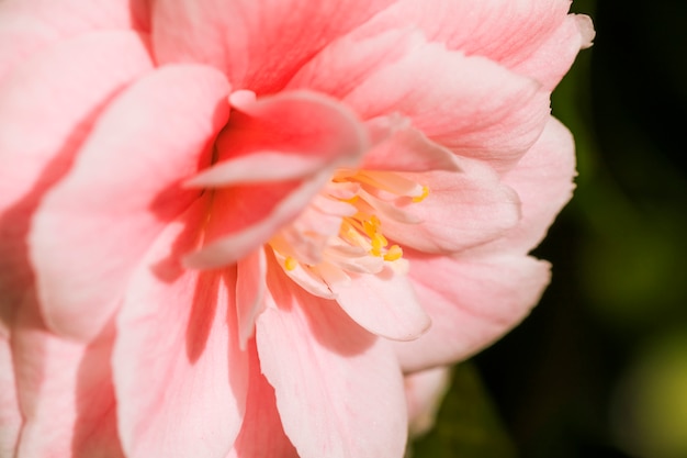 Erstaunliche rosa frische Blumenblätter der Blume