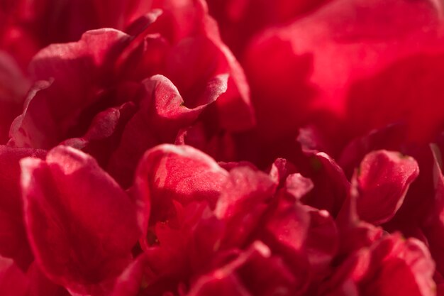 Erstaunliche weinige frische Blumenblätter der Blume