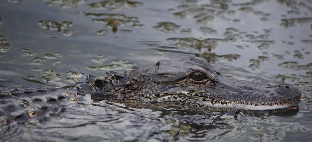 Erstaunlicher Alligator aus nächster Nähe und ein bisschen zu persönlich