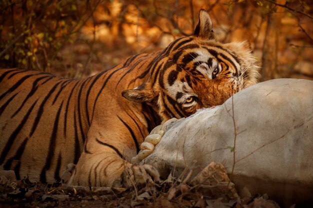 Erstaunlicher bengalischer Tiger in der Natur mit seiner Beute
