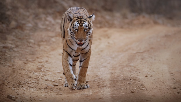 Erstaunlicher bengalischer tiger in der natur