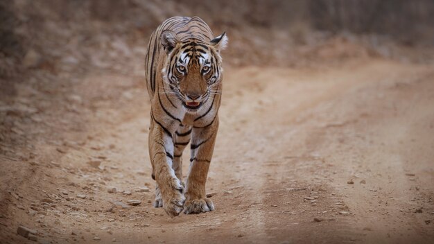 Erstaunlicher bengalischer Tiger in der Natur