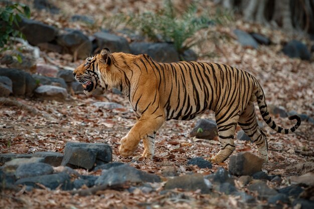 Erstaunlicher bengalischer Tiger in der Natur