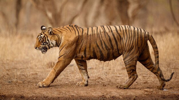 Erstaunlicher bengalischer Tiger in der Natur