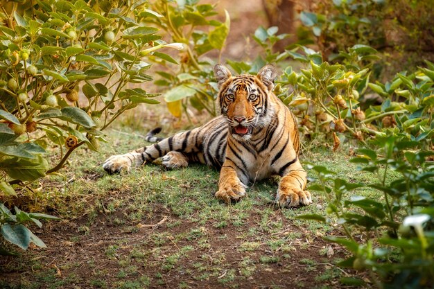 Erstaunlicher bengalischer Tiger in der Natur