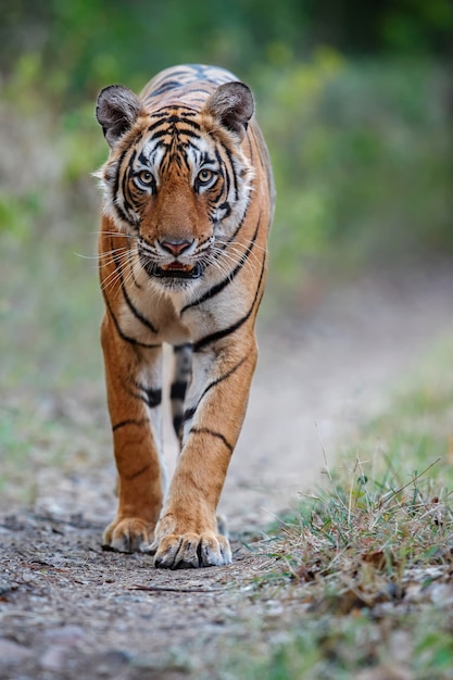 Kostenloses Foto erstaunlicher bengalischer tiger in der natur