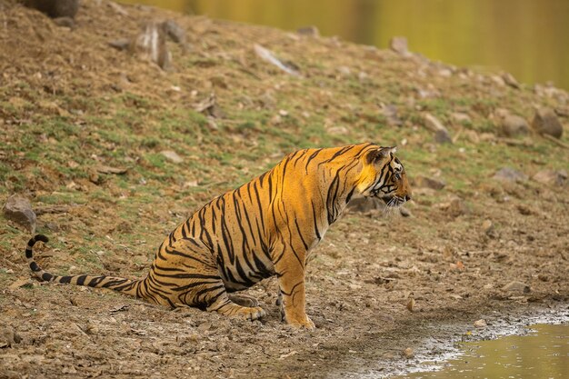 Erstaunlicher Tiger im Naturlebensraum. Tigerpose während der goldenen Lichtzeit. Wildlife-Szene mit Gefahrentier. Heißer Sommer in Indien. Trockengebiet mit schönem indischen Tiger