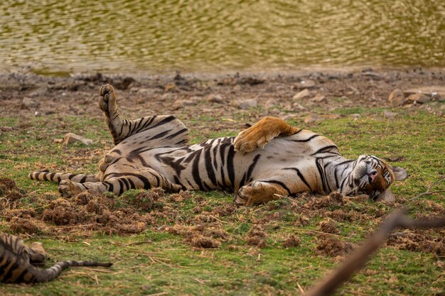 Erstaunlicher Tiger im Naturlebensraum. Tigerpose während der goldenen Lichtzeit. Wildlife-Szene mit Gefahrentier. Heißer Sommer in Indien. Trockengebiet mit schönem indischen Tiger