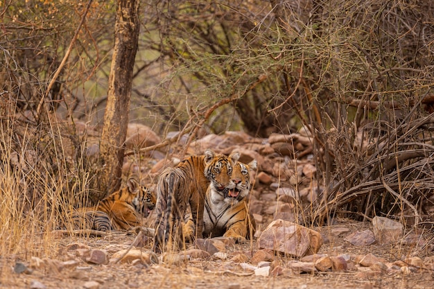Erstaunlicher Tiger im Naturlebensraum. Tigerpose während der goldenen Lichtzeit. Wildlife-Szene mit Gefahrentier. Heißer Sommer in Indien. Trockengebiet mit schönem indischen Tiger